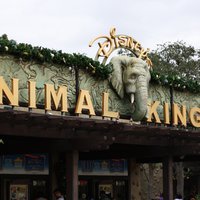 Animal Kingdom 12/4/2011