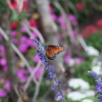 IMG_3143.JPG