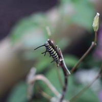 IMG_3145.JPG